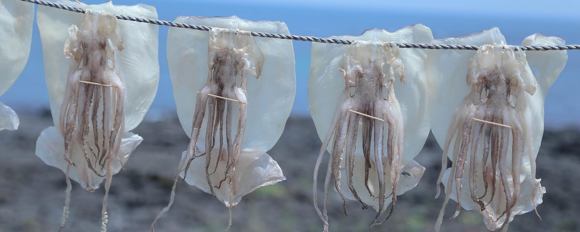 Calamares colgados luego de la pesca. Imagen referencial - Sputnik Mundo, 1920, 07.09.2023