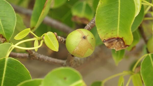 Fruto y follaje de Hippomane mancinella en Cabo Blanca, Península de Nicoya, Costa Rica. - Sputnik Mundo