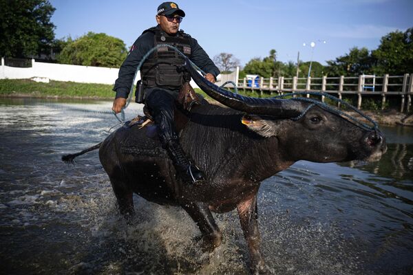Un policía militar demuestra cómo montar un búfalo acuático asiático a través del agua en el Estado de Pará, Brasil. La Policía adoptó estos animales como medio de transporte para atravesar zonas anegadas. - Sputnik Mundo