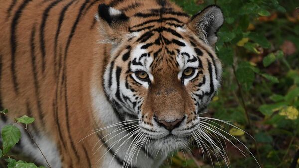 Tigre de Amur en Rusia - Sputnik Mundo