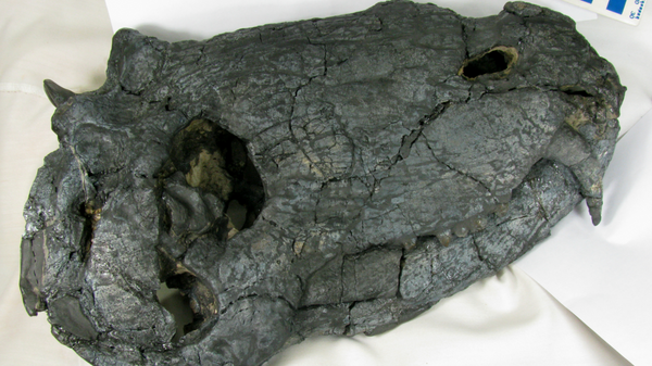 Cráneo del dinocefálico pampaphoneus biccai, holotipo (UFRGS PV386), en vista lateral. - Sputnik Mundo