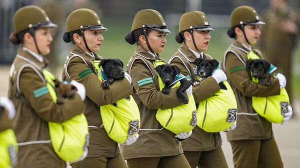 Carabineros de Chile transportando cachorros para ser adiestrados como perros policía durante el desfile del Día de las Glorias del Ejército - Sputnik Mundo