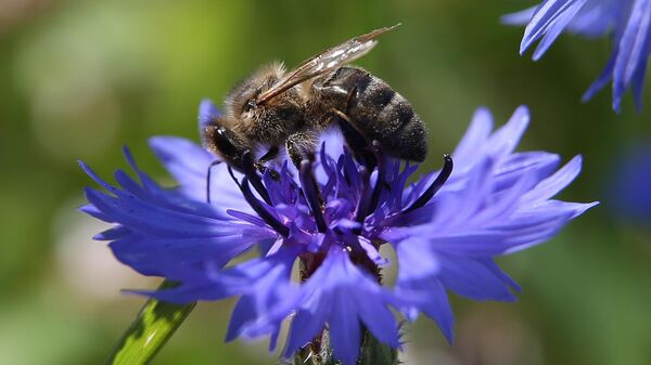 Una abeja recoge néctar en las flores  - Sputnik Mundo