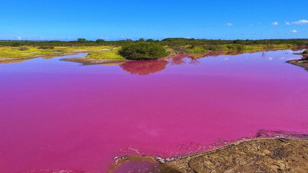 El misterioso cambio de color de un estanque en Hawái - Sputnik Mundo