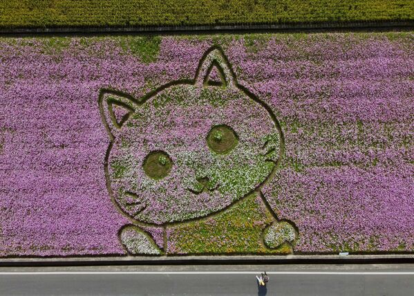 Un césped con la imagen de un gato en un festival de flores en Taoyuán, Taiwán. - Sputnik Mundo