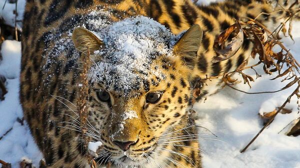 Hembra de leopardo del Lejano Oriente - Sputnik Mundo