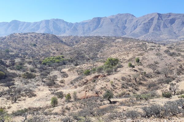 Reserva Natural del Quebracho y el Cóndor en Laderas Norte, Tarija. - Sputnik Mundo