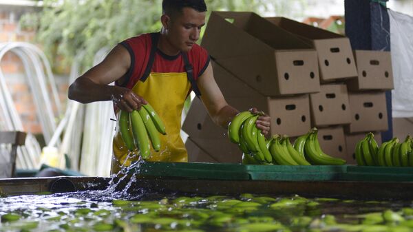 Producción bananera ecuatoriana - Sputnik Mundo