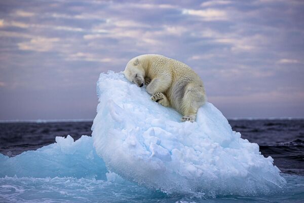 El ganador absoluto del concurso, basado en los resultados de la votación en línea, fue el fotógrafo aficionado del Reino Unido Nima Sarikhani con su foto Cama de hielo, en la que captó a un joven oso polar durmiendo sobre un iceberg a la deriva cerca del archipiélago noruego de Svalbard.Poco antes de medianoche, el joven macho trepó a un pequeño iceberg y, con sus fuertes garras, lo arañó para hacerse una cama antes de dormirse. - Sputnik Mundo