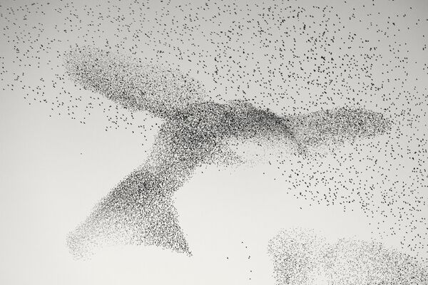 En la imagen Murmuración de estorninos, del fotógrafo germano-rumano Daniel Dencescu, un enorme número de estorninos sobrevuela Roma formando la silueta de un pájaro gigante. - Sputnik Mundo