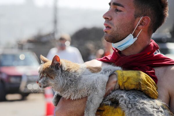 Un gato rescatado durante un incendio forestal en Villa Independencia, Viña del Mar, Chile. - Sputnik Mundo