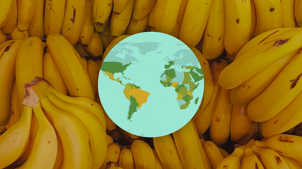 Principales países productores de bananas - Sputnik Mundo