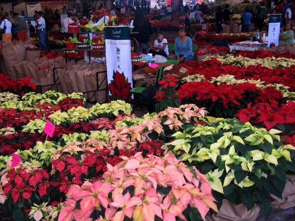 La Flor de Nochebuena, una tradición mexicana para la Navidad del mundo -  , Sputnik Mundo