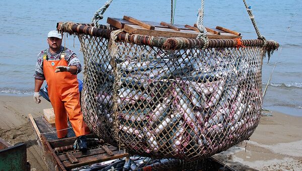 Rusia espera duplicar la producción de pescado en cinco años - Sputnik Mundo