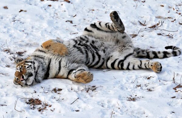 Su majestad el tigre siberiano - Sputnik Mundo