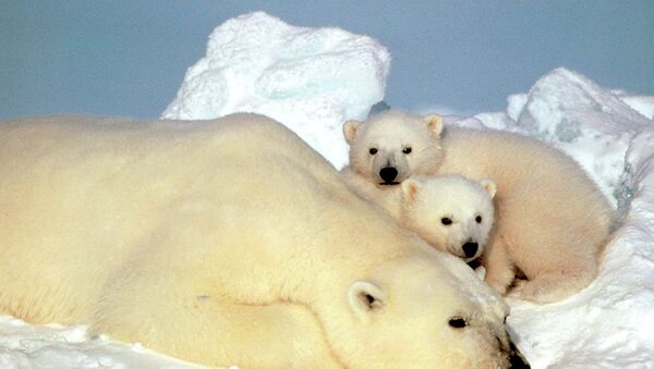 Un oso polar descansa con sus cachorros en el hielo de Alaska, EEUU - Sputnik Mundo