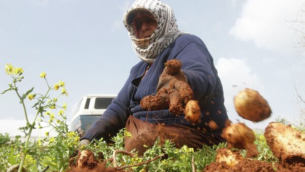 A Palestinian woman collects potatoes during harvest at a field in the West Bank village of Al-Faraa near Jenin February 25, 2015. - Sputnik Mundo