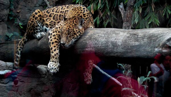 México busca salvar al jaguar sagrado de las culturas aborígenes de América - Sputnik Mundo