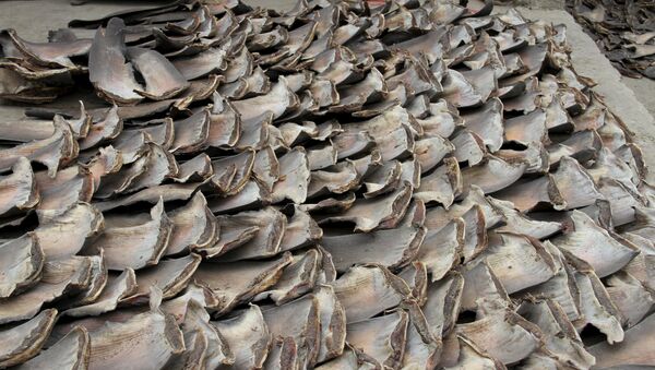 La policía aduanera de Ecuador decomisó unas 200.000 aletas de tiburón que los contrabandistas preveían enviar a Asia - Sputnik Mundo