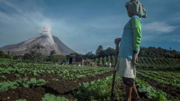 En esta fotografía tomada el 3 de junio de 2015, un agricultor indonesio del distrito de Karo observa cómo el volcán del monte Sinabung arroja humo y ceniza.  - Sputnik Mundo