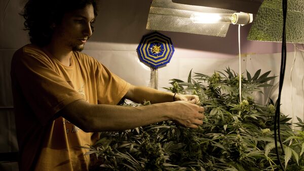Juan Andres Palese, un cultivador de marihuana de Montevideo - Sputnik Mundo