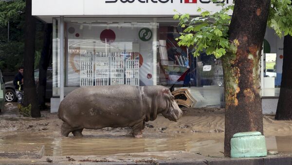 El hipopótamo esta en la calle inundada de Tbilisi - Sputnik Mundo