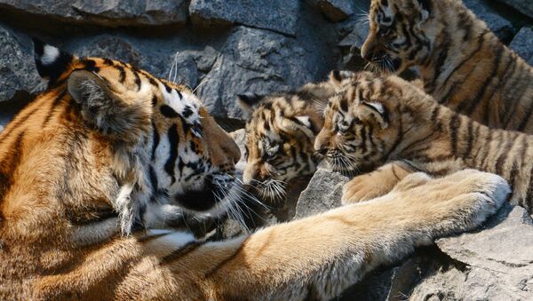 Tigres del Amur - Sputnik Mundo