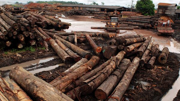 Rousseff anuncia el fin de la tala ilegal en Brasil para 2030 - Sputnik Mundo