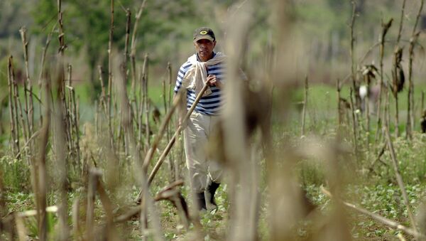 Agricultor de Guatemala - Sputnik Mundo