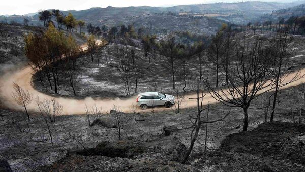 Arboles quemados en un incendio forestal en Sant Salvador de Guardiola, Cataluña, el 27 de julio, 2015 - Sputnik Mundo