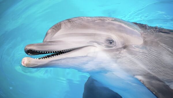 Un delfín - Sputnik Mundo