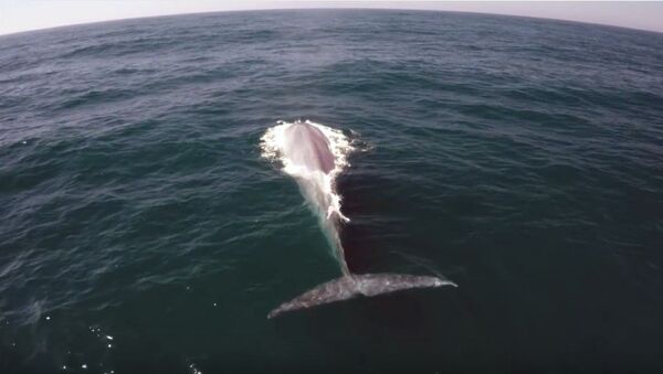 Una ballena se cuela en el reportaje sobre ballenas “invisibles” - Sputnik Mundo