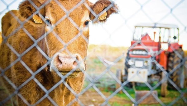 Корова на ферме в Испании - Sputnik Mundo