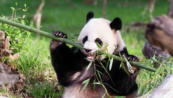 Panda gigante Mei Xiang - Sputnik Mundo