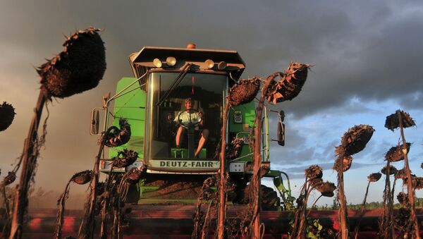 Agricultor recoge la cosecha en la provincia de Buenos Aires - Sputnik Mundo