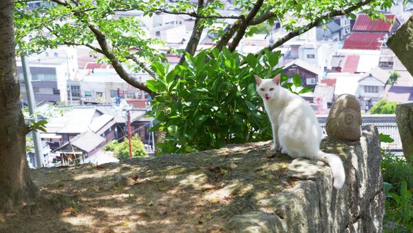 Un gato en la ciudad japonesa de Onomichi - Sputnik Mundo