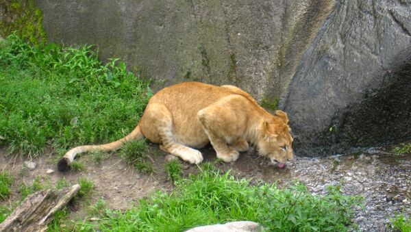 León en zoo de Odense - Sputnik Mundo