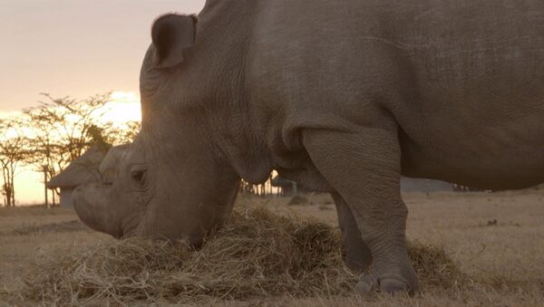 Tres de los últimos rinocerontes blancos - Sputnik Mundo