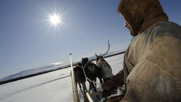 Trineo de renos en el Ártico ruso - Sputnik Mundo