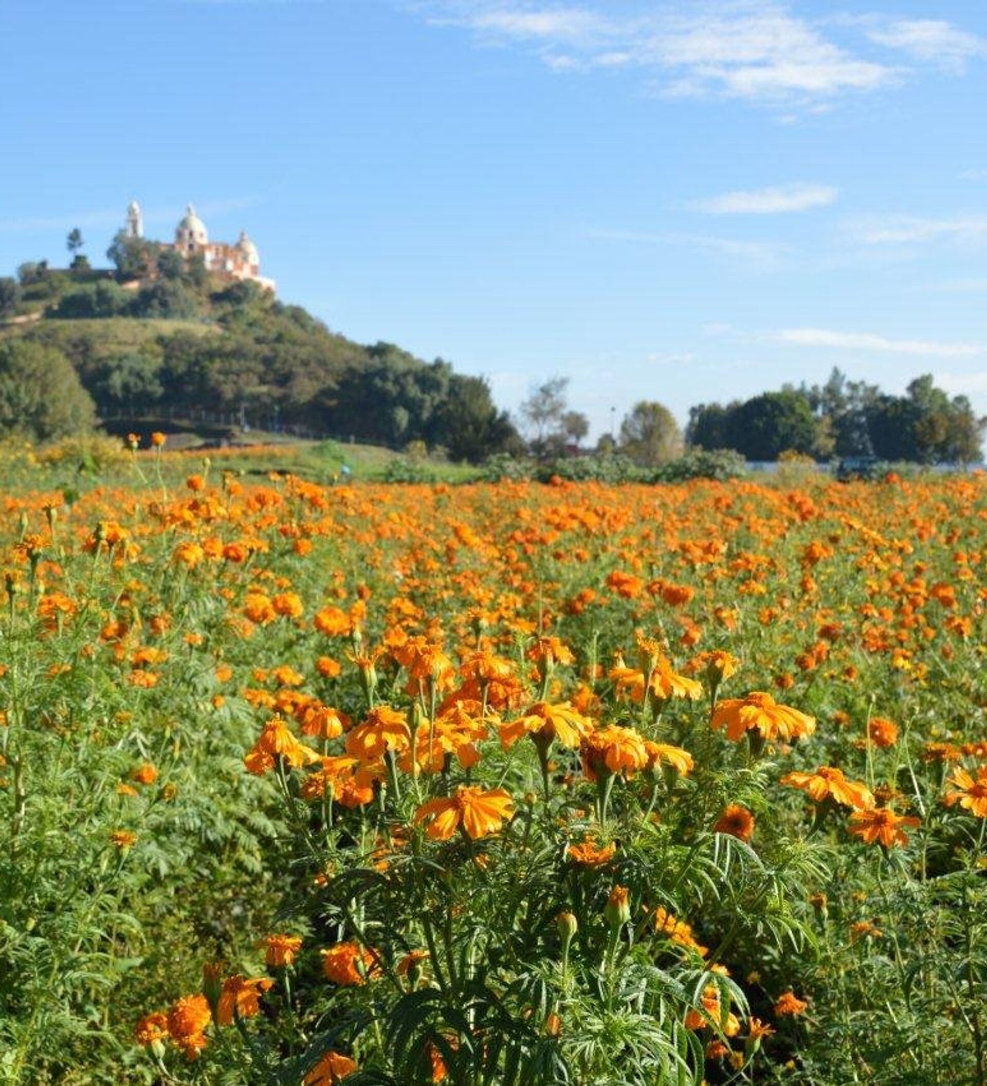 El Cempazúchitl, la antigua flor de los muertos en la tradición del México  profundo , Sputnik Mundo