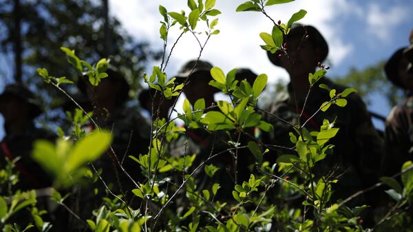 Soldados junto a plantas de coca cultivadas ilegalmente antes de arrancarlas en Paraíso, Bolivia - Sputnik Mundo