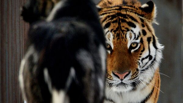 El tigre Amur y el chivo Timur - Sputnik Mundo