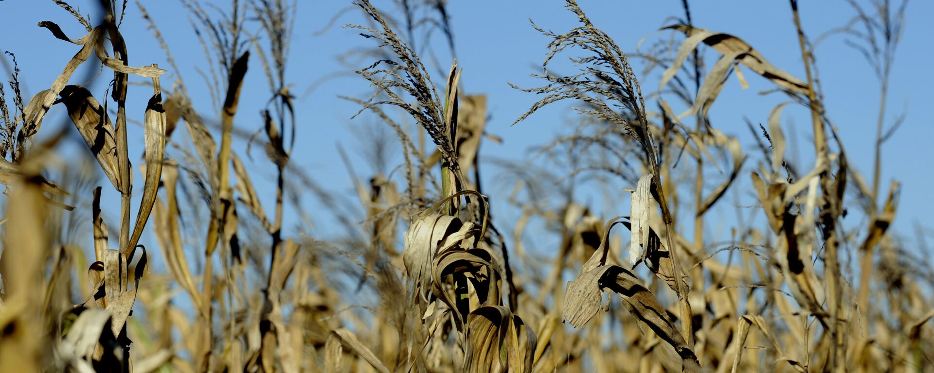 A corn field is ready to be harvested in the locality of Perez Millan, 200 km from Buenos Aires, on April 3, 2008.  - Sputnik Mundo, 1920, 15.05.2023