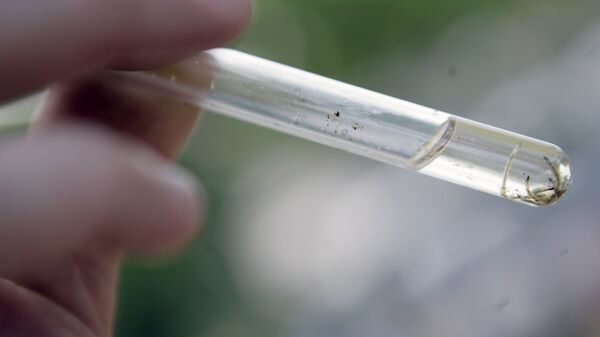 Larvas del mosquito Aedes aegypti (archivo) - Sputnik Mundo