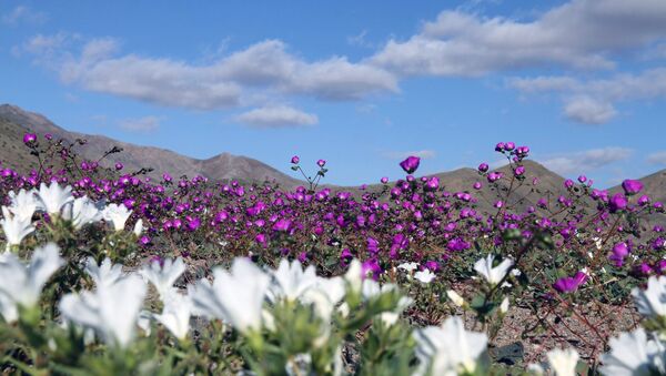 Flores en el desierto de Atacama como consecuencia de El Niño - Sputnik Mundo