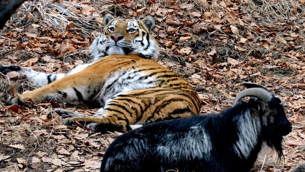 Tigre Amur con el chivo Timur - Sputnik Mundo