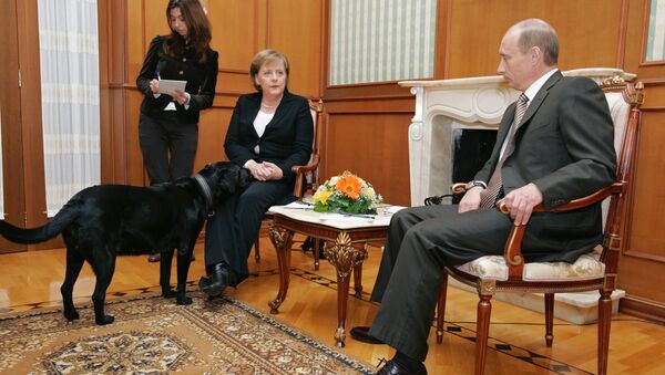 Labrador Koni del presidente ruso durante el encuentro de Vladímir Putin con Angela Merkel - Sputnik Mundo
