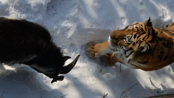 Chivo Timur y tigre Amur - Sputnik Mundo