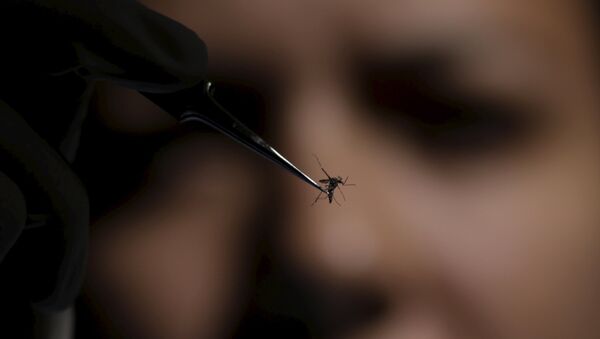 Mosquito Aedes aegypti, portador del virus de zika - Sputnik Mundo