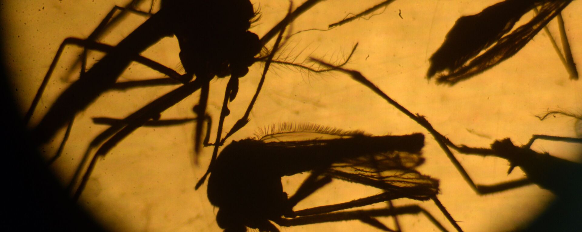 Aedes aegypti mosquitos are photographed in a laboratory at the University of El Salvador, in San Salvador, on February 3, 2016. - Sputnik Mundo, 1920, 04.05.2021